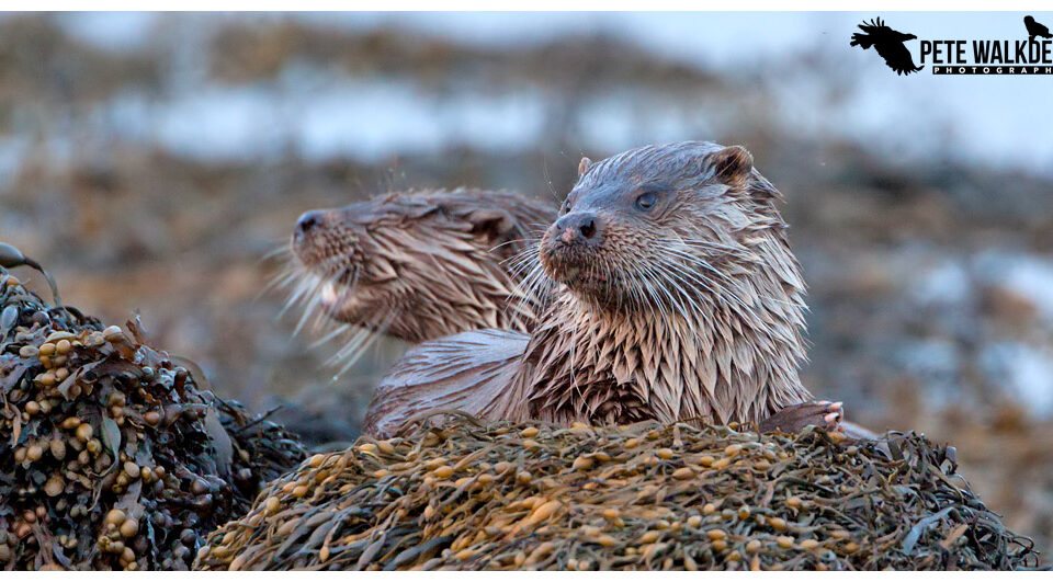 Mull Otters