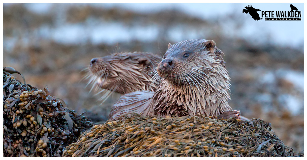 Mull Otters