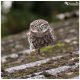 Little Owl Running