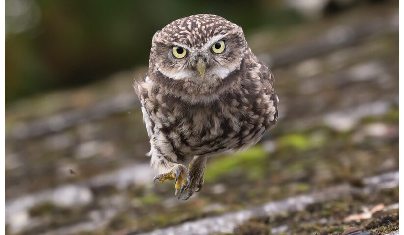 Little Owl Running