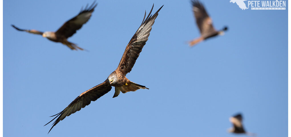 Red kites feeding