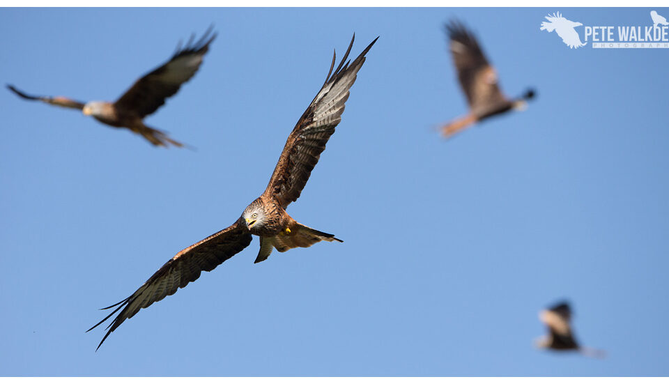 Red kites feeding