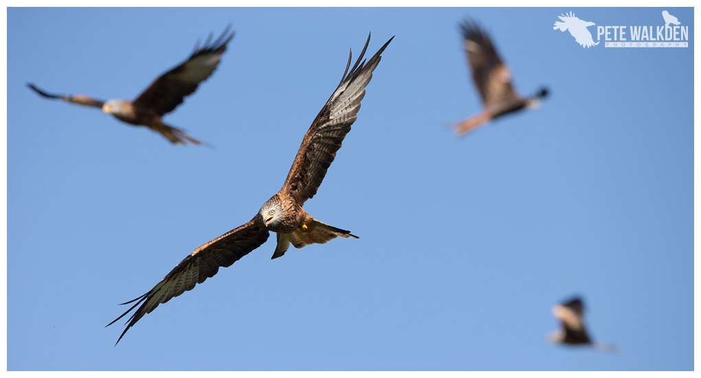 Red kites feeding