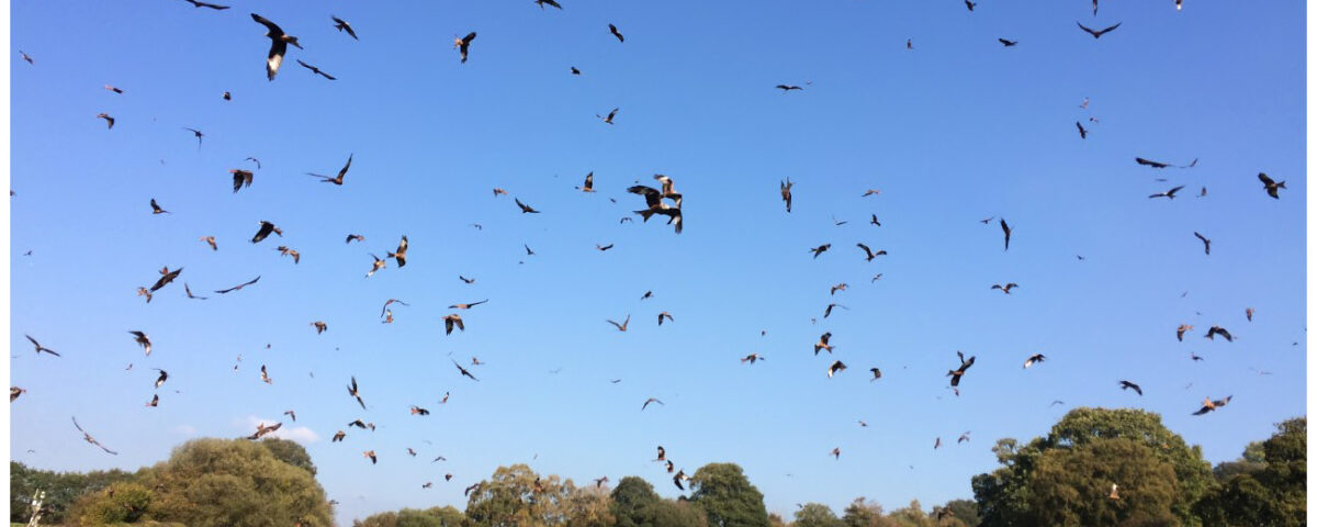 Red Kites