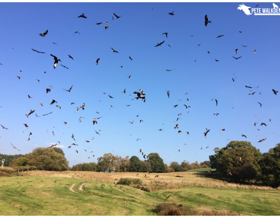 Red Kites