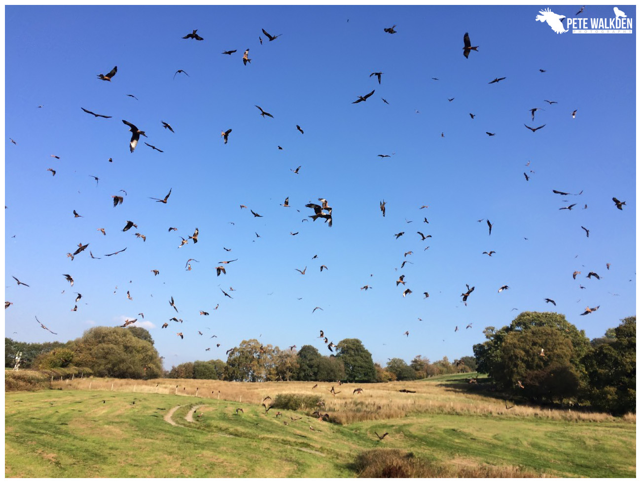 Red Kites