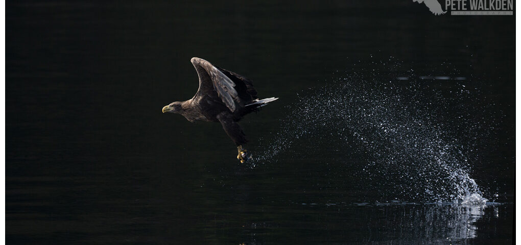 White-tailed eagle