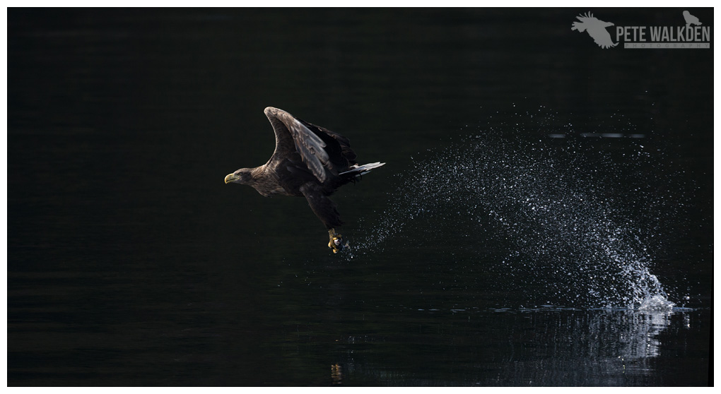 White-tailed eagle