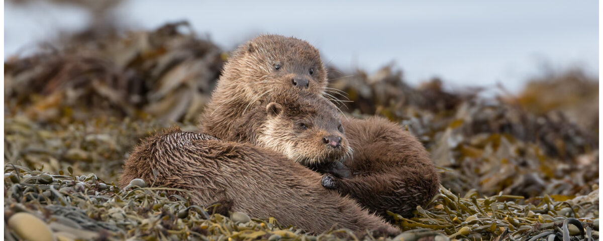 Otters