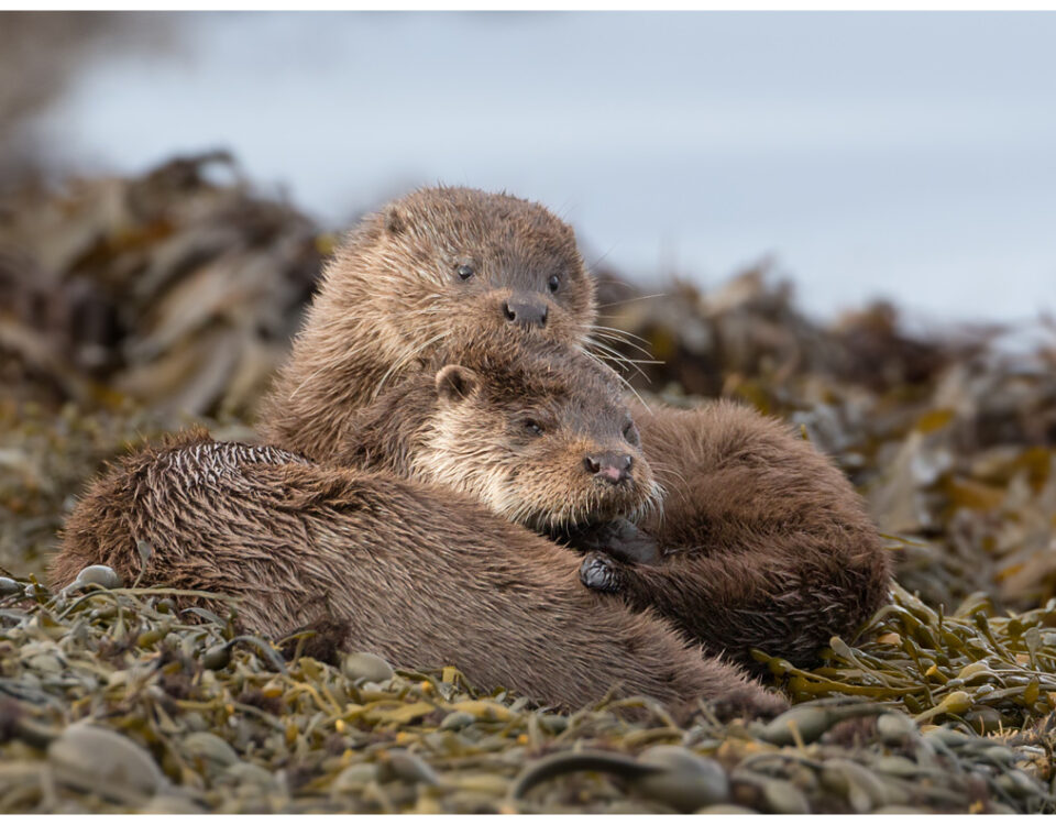 Otters