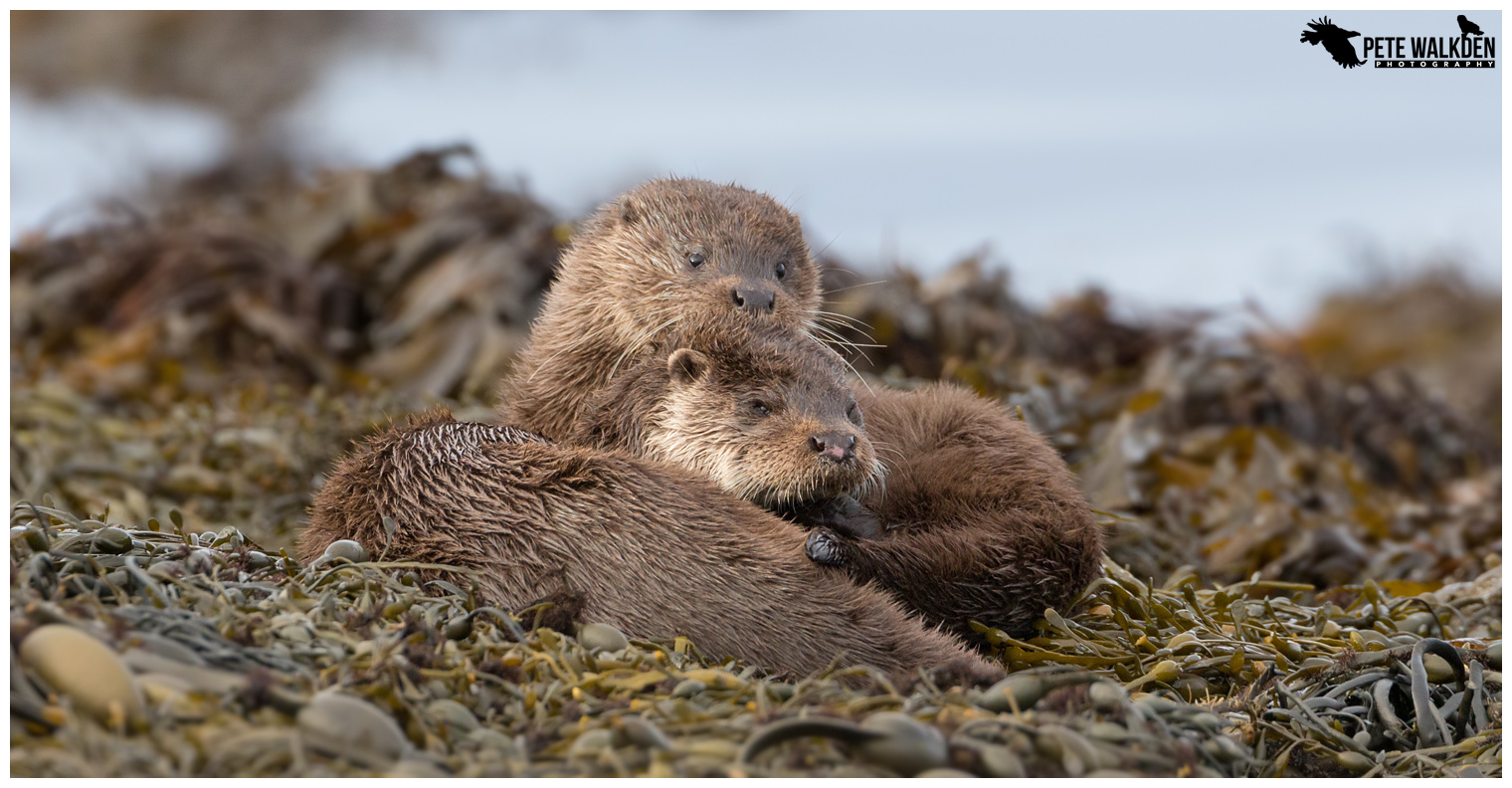 Otters