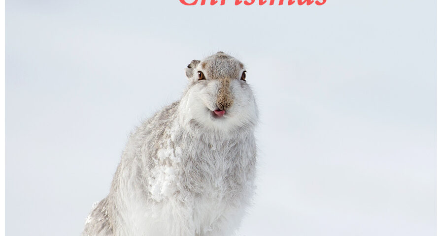 Cheeky mountain hare