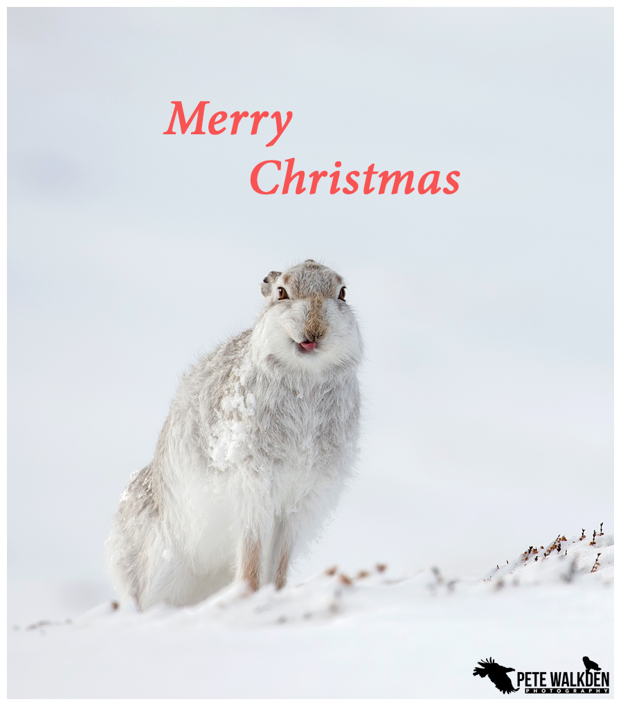 Cheeky mountain hare