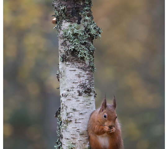 Red Squirrel