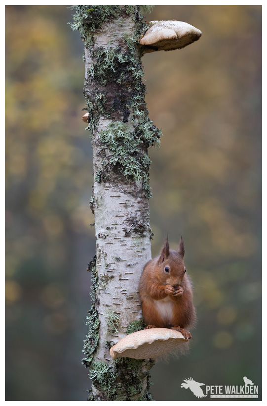 Red Squirrel