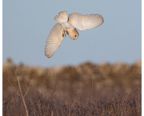 Barn owl