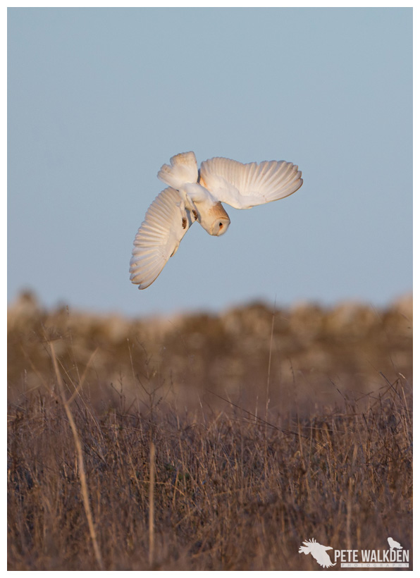 Barn owl