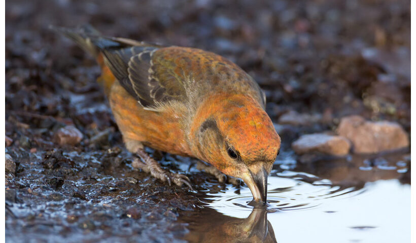 Crossbill