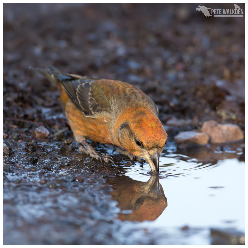 Crossbill