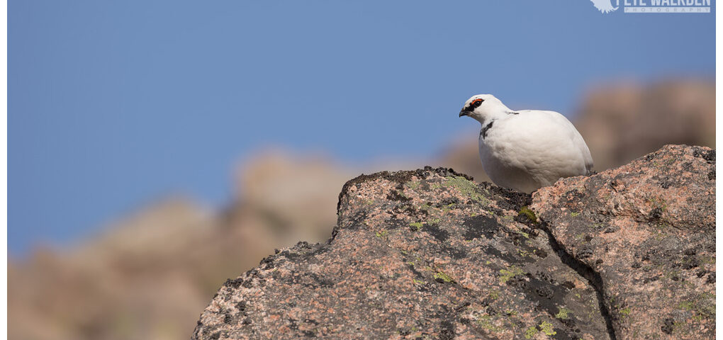 Ptarmigan