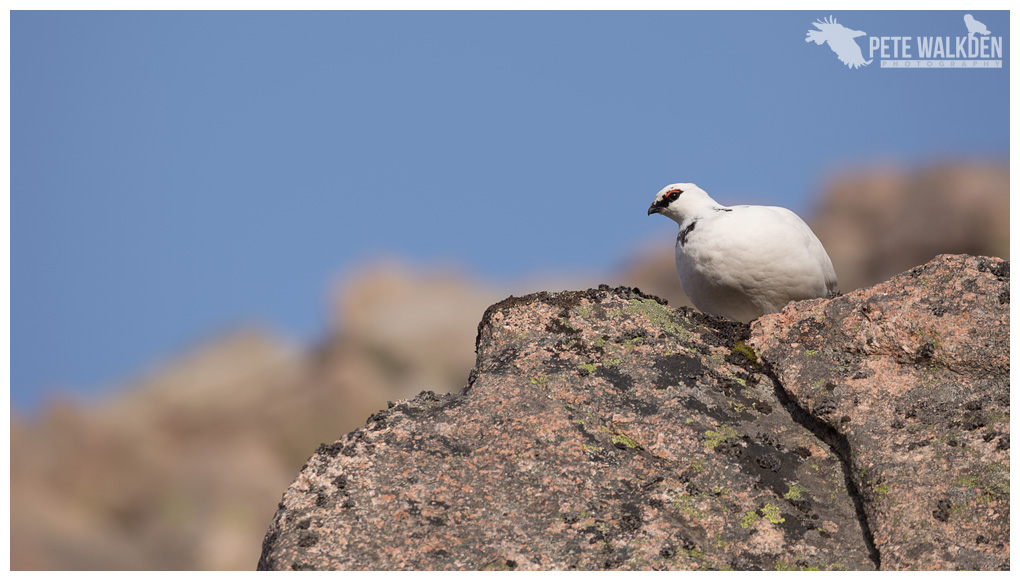 Ptarmigan