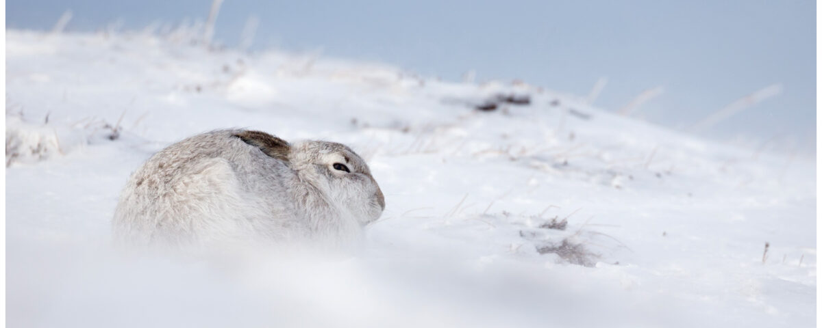 Mountain Hare