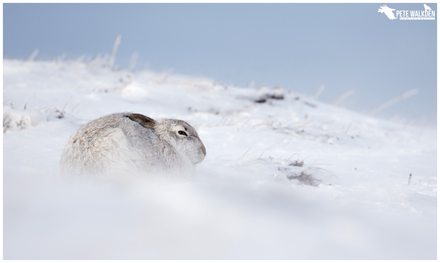 Mountain Hare