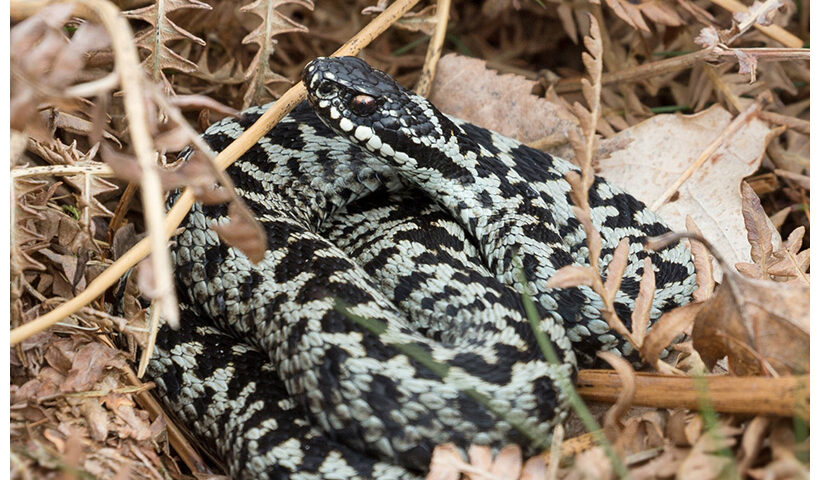 Adder