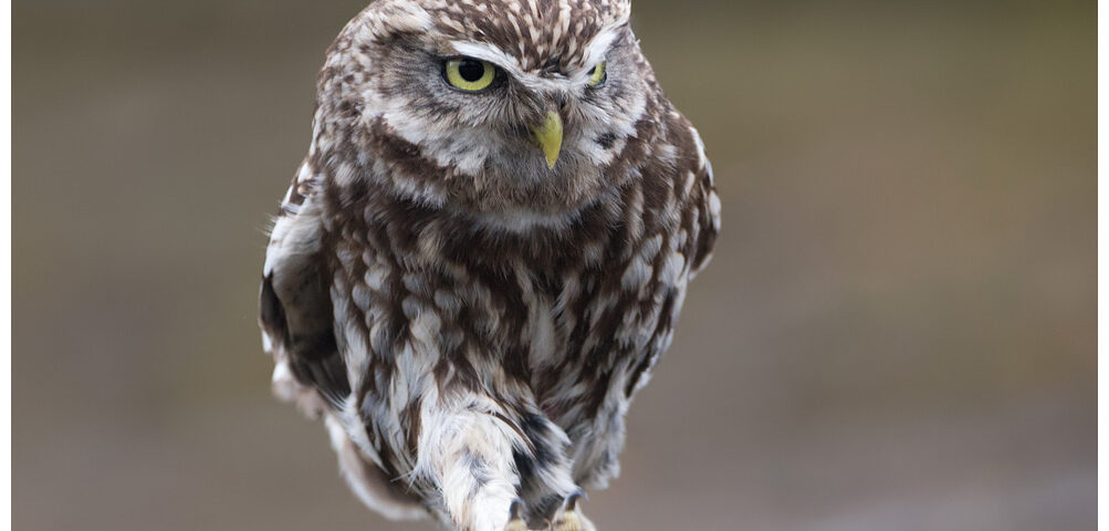 Little owl scuttling along...