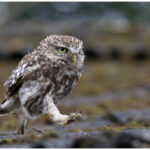 Little Owl