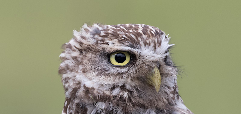 Little Owl