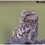 Little Owl