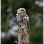 Little Owl