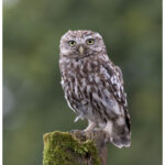 Little Owl