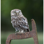 Little Owl