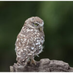 Little Owl