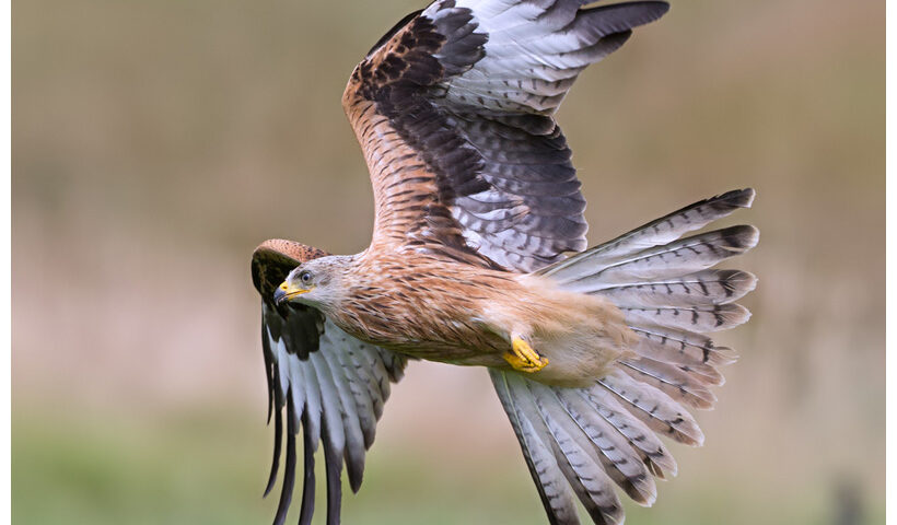 Red Kite