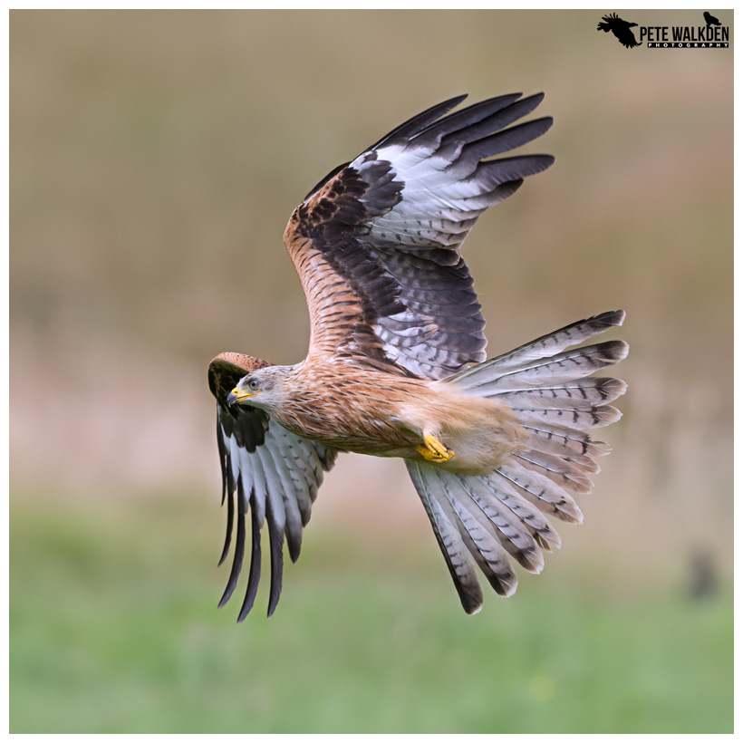 Red Kite