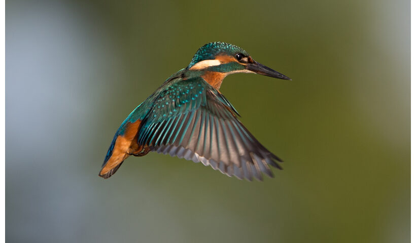 Kingfisher