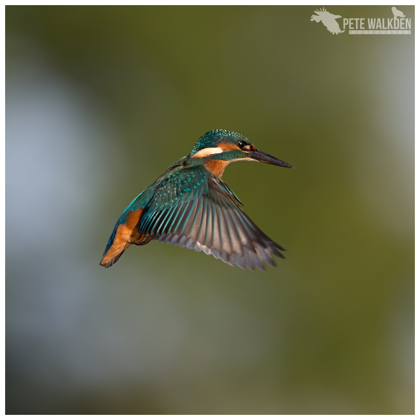 Kingfisher