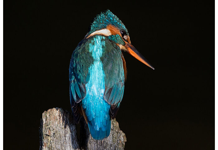 Kingfisher