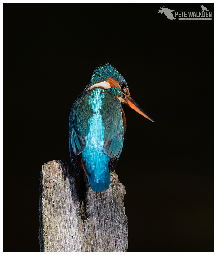 Kingfisher