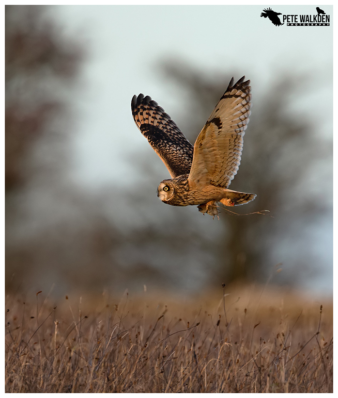 Short-Eared Owl