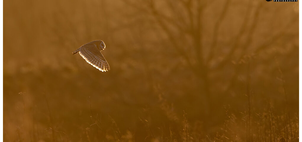 Barn Owl