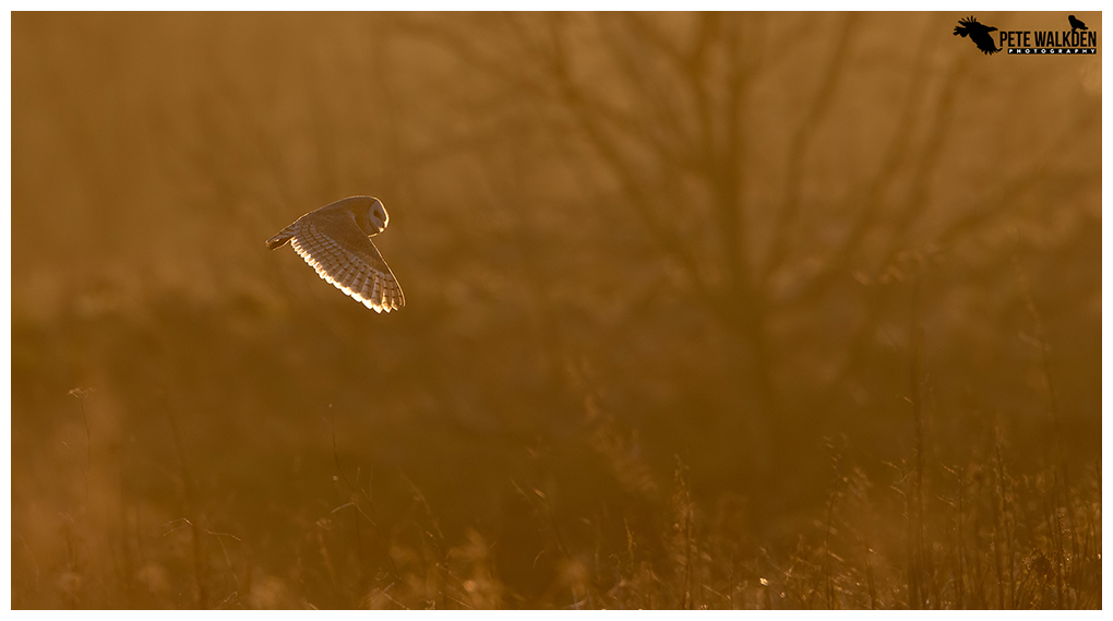 Barn Owl