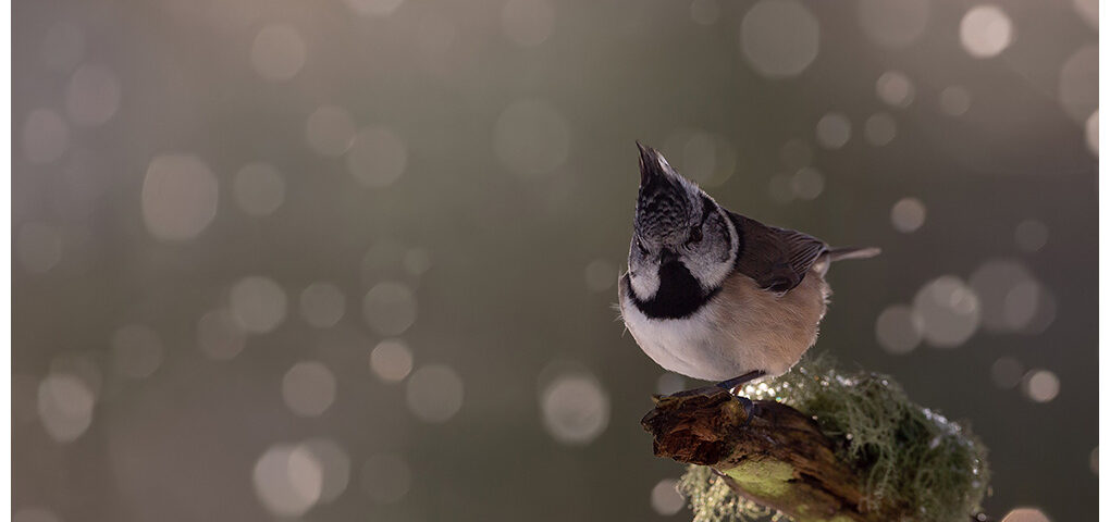 Crested Tit