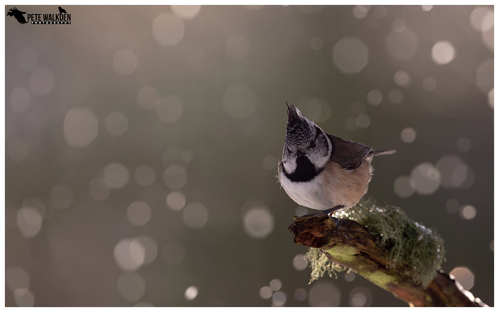 Crested Tit