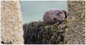 Otter on pier