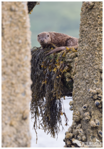 Otter on pier