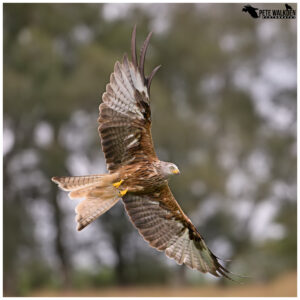 Red Kite